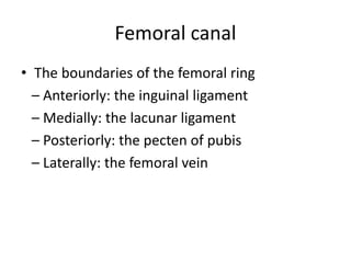 Femoral canal
• The boundaries of the femoral ring
– Anteriorly: the inguinal ligament
– Medially: the lacunar ligament
– Posteriorly: the pecten of pubis
– Laterally: the femoral vein
 