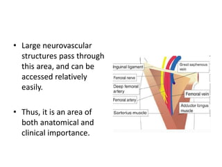 • Large neurovascular
structures pass through
this area, and can be
accessed relatively
easily.
• Thus, it is an area of
both anatomical and
clinical importance.
 