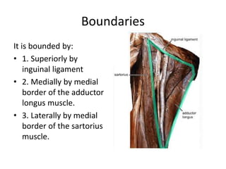 Boundaries
It is bounded by:
• 1. Superiorly by
inguinal ligament
• 2. Medially by medial
border of the adductor
longus muscle.
• 3. Laterally by medial
border of the sartorius
muscle.
 