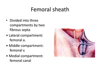 Femoral sheath
• Divided into three
compartments by two
fibrous septa
• Lateral compartment:
femoral a.
• Middle compartment:
femoral v.
• Medial compartment:
femoral canal
 