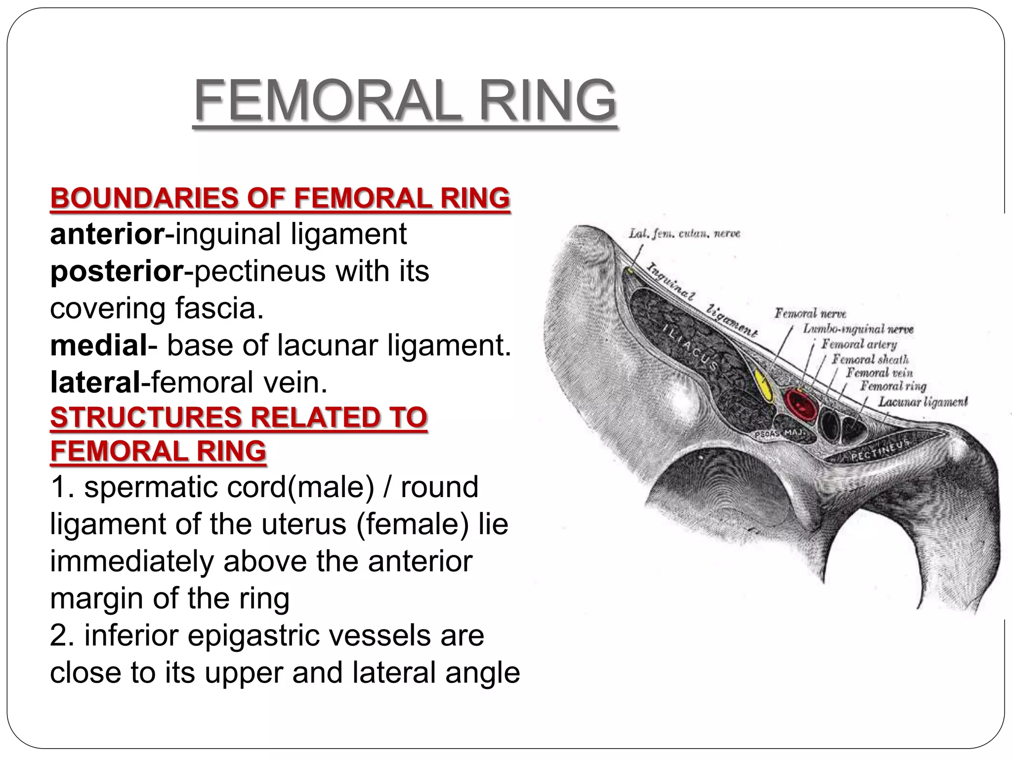 FEMORAL TRIANGLE ppt