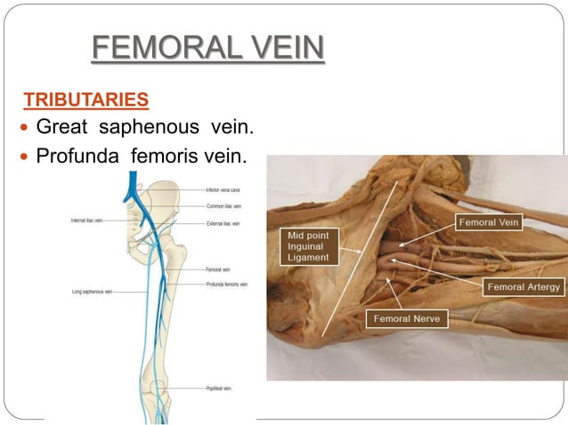 Femoral Triangleppt