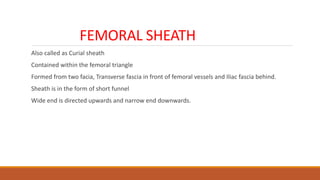 FEMORAL SHEATH
Also called as Curial sheath
Contained within the femoral triangle
Formed from two facia, Transverse fascia in front of femoral vessels and Iliac fascia behind.
Sheath is in the form of short funnel
Wide end is directed upwards and narrow end downwards.
 