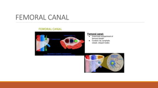 FEMORAL CANAL
 