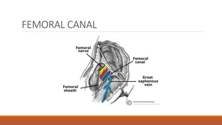 FEMORAL CANAL
 