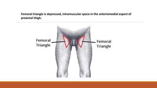 Femoral triangle is depressed, intramuscular space in the anteriomedial aspect of
proximal thigh.
 
