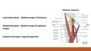 Lateral Boundary - Medial margin of Sartorius.
Medial Boundary - Medial margin of adductor
longus.
Superior Boundary- Inguinal Ligament
 