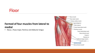 Floor
Formed of four muscles from lateral to
medial
• Illacus , Psoas major, Pectinus and Adductor longus
 