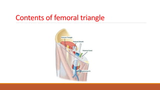 Contents of femoral triangle
 