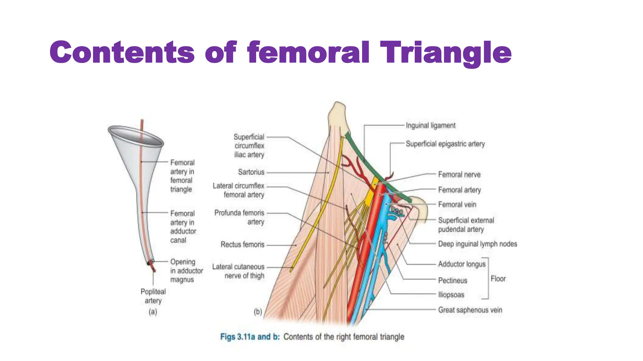 Femoral triangle. | PPTX