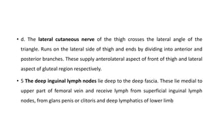 • d. The lateral cutaneous nerve of the thigh crosses the lateral angle of the
triangle. Runs on the lateral side of thigh and ends by dividing into anterior and
posterior branches. These supply anterolateral aspect of front of thigh and lateral
aspect of gluteal region respectively.
• 5 The deep inguinal lymph nodes lie deep to the deep fascia. These lie medial to
upper part of femoral vein and receive lymph from superficial inguinal lymph
nodes, from glans penis or clitoris and deep lymphatics of lower limb
 