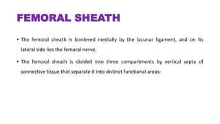 FEMORAL SHEATH
• The femoral sheath is bordered medially by the lacunar ligament, and on its
lateral side lies the femoral nerve.
• The femoral sheath is divided into three compartments by vertical septa of
connective tissue that separate it into distinct functional areas:
 