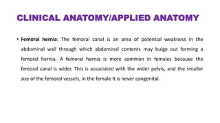CLINICAL ANATOMY/APPLIED ANATOMY
• Femoral hernia: The femoral canal is an area of potential weakness in the
abdominal wall through which abdominal contents may bulge out forming a
femoral hernia. A femoral hernia is more common in females because the
femoral canal is wider. This is associated with the wider pelvis, and the smaller
size of the femoral vessels, in the female It is never congenital.
 