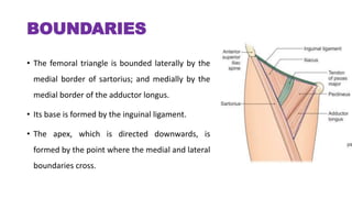 BOUNDARIES
• The femoral triangle is bounded laterally by the
medial border of sartorius; and medially by the
medial border of the adductor longus.
• Its base is formed by the inguinal ligament.
• The apex, which is directed downwards, is
formed by the point where the medial and lateral
boundaries cross.
 