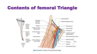 Contents of femoral Triangle
 