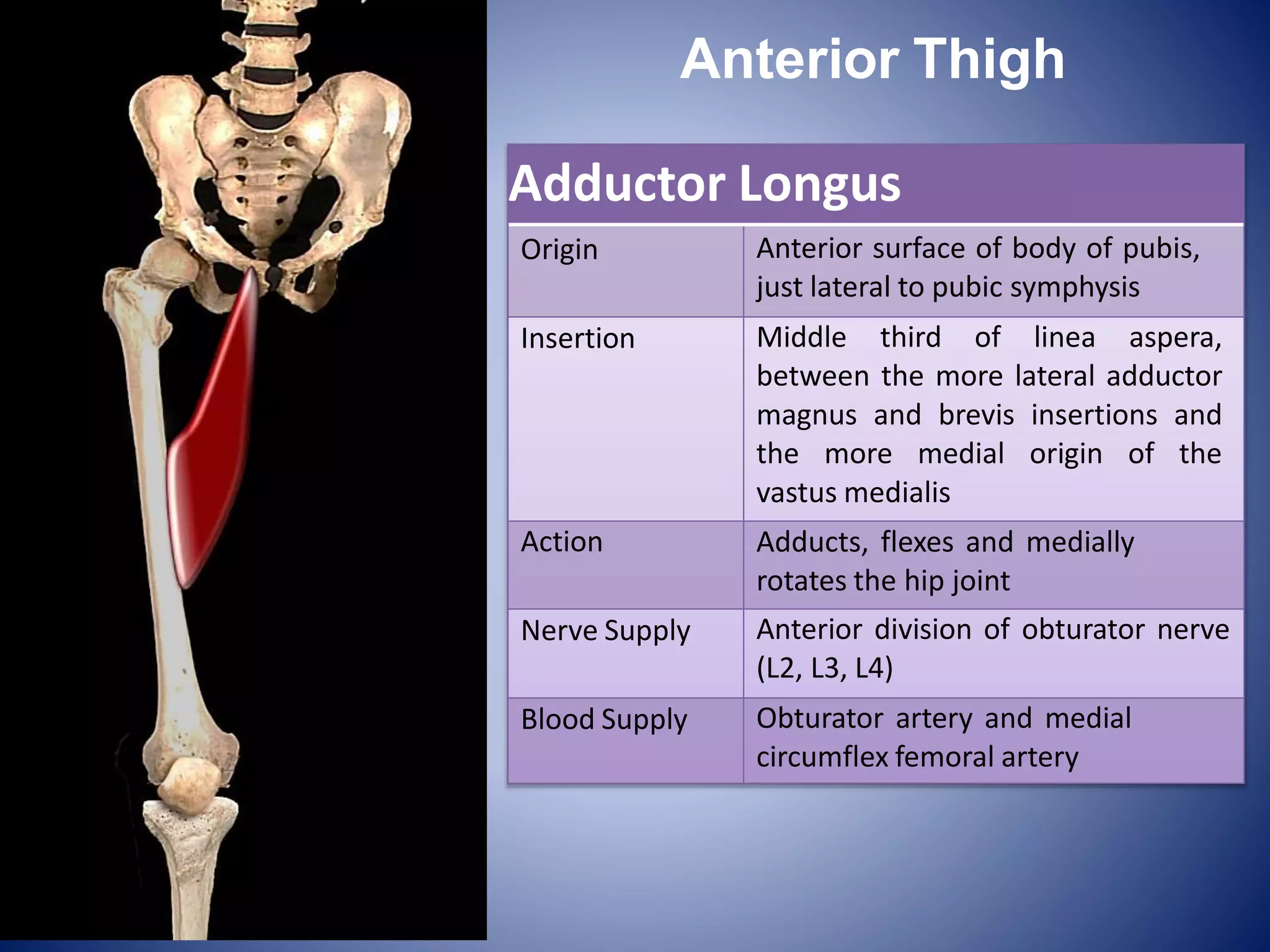 Femoral triangle | PPTX