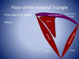 Floor of the Femoral Triangle
Inguinal ligament
Right Femoral
Triangle
medial
lateral
From lateral to medial
Iliacus
 