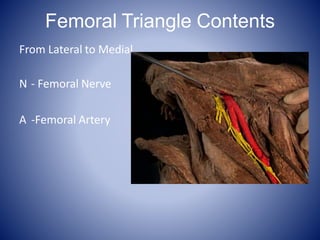 Femoral Triangle Contents
From Lateral to Medial
N - Femoral Nerve
A -Femoral Artery
 