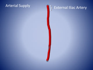 External Iliac Artery
Arterial Supply
 
