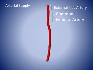 External Iliac Artery
Common
Femoral Artery
Arterial Supply
 