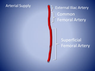 Superficial
Femoral Artery
External Iliac Artery
Common
Femoral Artery
Arterial Supply
 