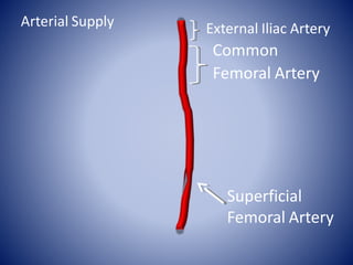 Superficial
Femoral Artery
External Iliac Artery
Common
Femoral Artery
Arterial Supply
 