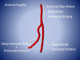 Superficial
Femoral Artery
External Iliac Artery
Common
Femoral Artery
Deep Femoral Artery
or
Profunda Femoris
Arterial Supply
 