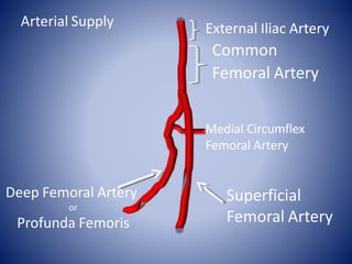 Superficial
Femoral Artery
Deep Femoral Artery
or
Profunda Femoris
External Iliac Artery
Common
Femoral Artery
Medial Circumflex
Femoral Artery
Arterial Supply
 