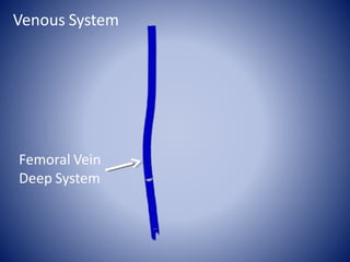 Femoral Vein
Deep System
Venous System
 