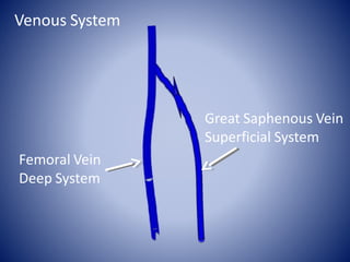 Great Saphenous Vein
Superficial System
Femoral Vein
Deep System
Venous System
 