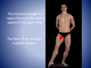 The Femoral Triangle is a
region found at the medial
aspect of the upper thigh
The floor of the triangle
is gutter shaped
 