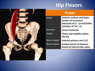 Hip Flexors
Psoas
Origin
Insertion
Action
Nerve Supply
Blood Supply
Anterior surfaces and lower
borders of transverse
processes of L1 - L5 and bodies
and discs of T12 - L5
Lesser trochanter
Flexes and medially rotates
the hip
Anterior primary rami L1,2
Lumbar branch of iliopsoas
branch of internal iliac artery
 