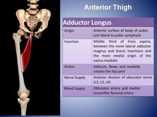 Adductor Longus
Origin Anterior surface of body of pubis,
just lateral to pubic symphysis
Insertion Middle third of linea aspera,
between the more lateral adductor
magnus and brevis insertions and
the more medial origin of the
vastus medialis
Action Adducts, flexes and medially
rotates the hip joint
Nerve Supply Anterior division of obturator nerve
(L2, L3, L4)
Blood Supply Obturator artery and medial
circumflex femoral artery
Anterior Thigh
 