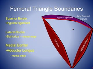 Femoral Triangle Boundaries
Superior Border
•Inguinal ligament
Lateral Border
•Sartorius – medial edge
Medial Border
•Adductor Longus
- medial edge
Inguinal ligament
Right Femoral
Triangle
 