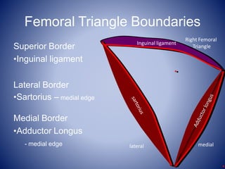 Femoral Triangle Boundaries
Superior Border
•Inguinal ligament
Lateral Border
•Sartorius – medial edge
Medial Border
•Adductor Longus
- medial edge
Inguinal ligament
Right Femoral
Triangle
medial
lateral
 