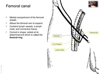 Femoral triangle and venous drainage in the lower limg | PPT