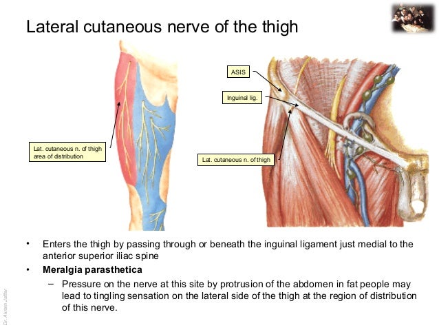 Femoral triangle and venous drainage in the lower limg