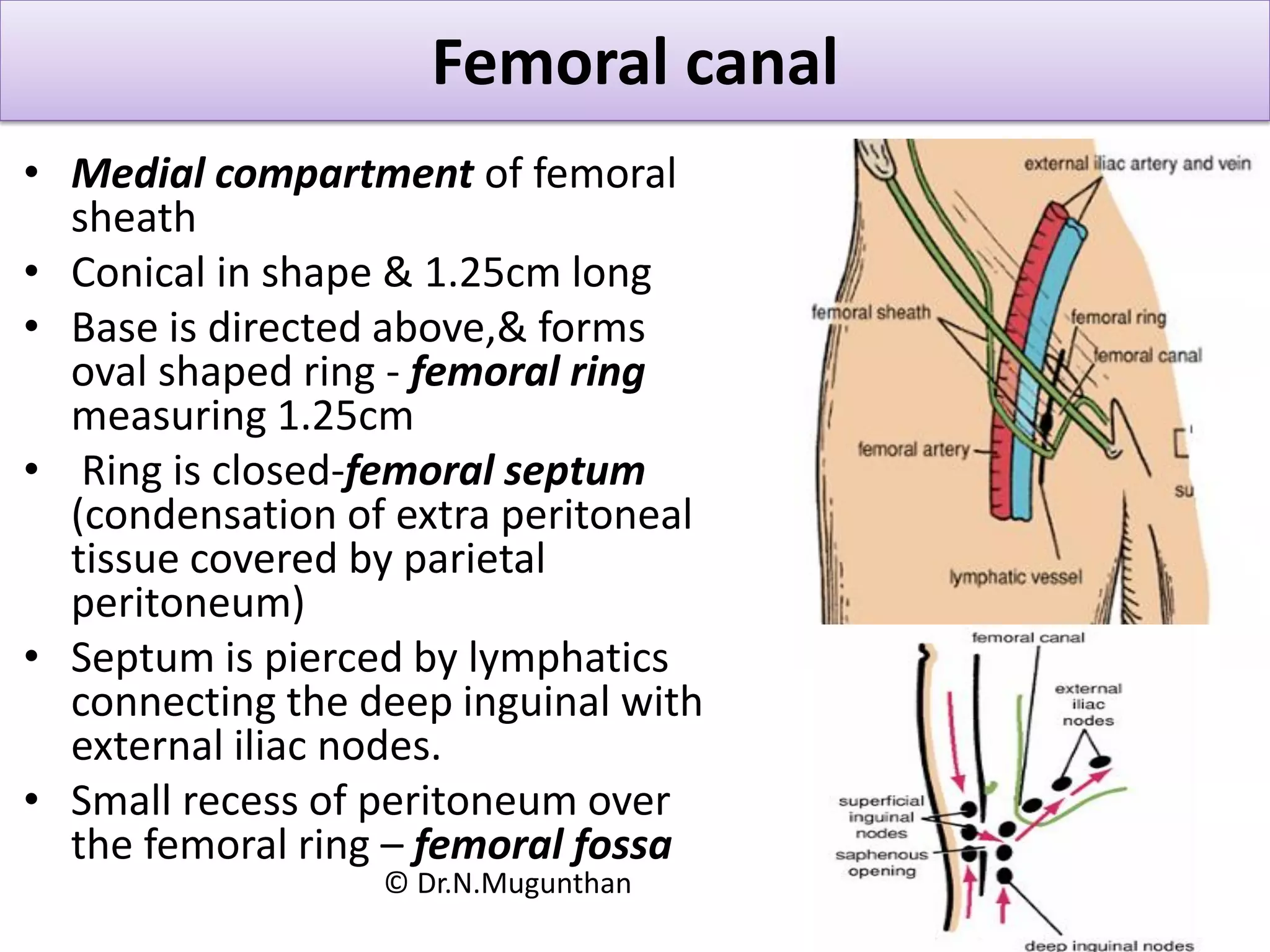 Femoral triangle & inguinal lymph nodes Dr.N.Mugunthan | PDF