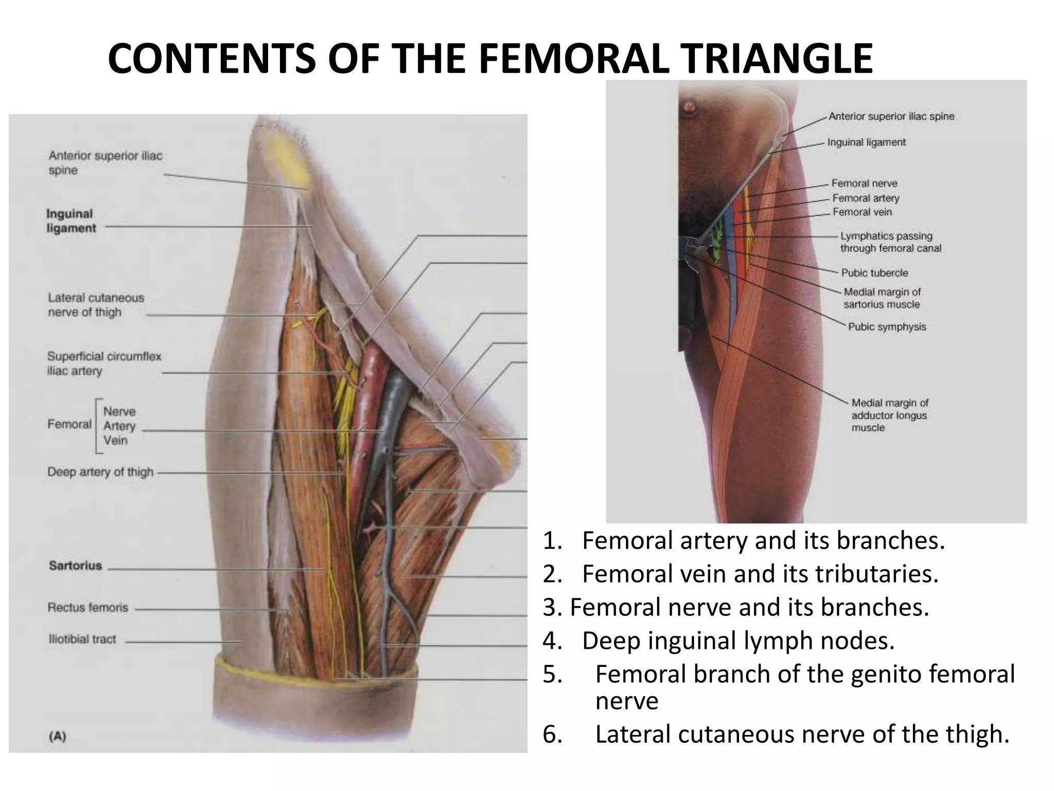 Femoral Vessels_RD.pptx
