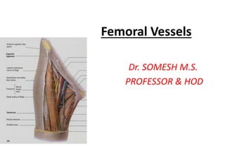 Femoral Vessels
Dr. SOMESH M.S.
PROFESSOR & HOD
 