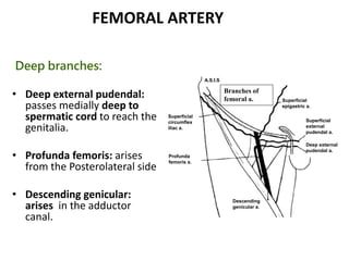 FEMORAL ARTERY
Deep branches:
• Deep external pudendal:
passes medially deep to
spermatic cord to reach the
genitalia.
• Profunda femoris: arises
from the Posterolateral side
• Descending genicular:
arises in the adductor
canal.
Branches of
femoral a.
A.S.I.S
Descending
genicular a.
Superficial
epigastric a.
Superficial
circumflex
iliac a.
Superficial
external
pudendal a.
Deep external
pudendal a.
Profunda
femoris a.
 