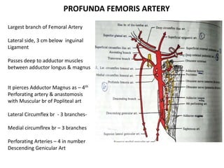 PROFUNDA FEMORIS ARTERY
Largest branch of Femoral Artery
Lateral side, 3 cm below inguinal
Ligament
Passes deep to adductor muscles
between adductor longus & magnus
It pierces Adductor Magnus as – 4th
Perforating artery & anastomosis
with Muscular br of Popliteal art
Lateral Circumflex br - 3 branches-
Medial circumflrex br – 3 branches
Perforating Arteries – 4 in number
Descending Genicular Art
 