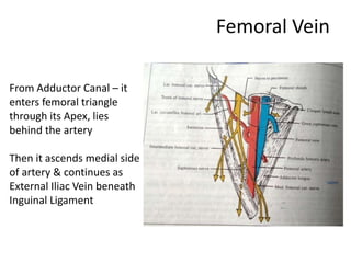 Femoral Vein
From Adductor Canal – it
enters femoral triangle
through its Apex, lies
behind the artery
Then it ascends medial side
of artery & continues as
External Iliac Vein beneath
Inguinal Ligament
 