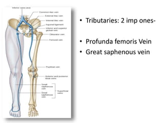 • Tributaries: 2 imp ones-
• Profunda femoris Vein
• Great saphenous vein
 