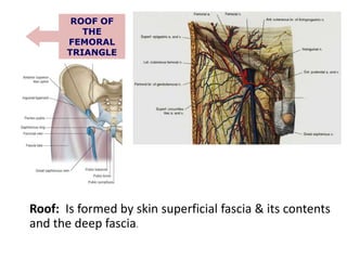 ROOF OF
THE
FEMORAL
TRIANGLE
Roof: Is formed by skin superficial fascia & its contents
and the deep fascia.
 