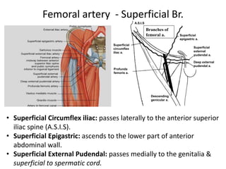 Femoral artery - Superficial Br.
• Superficial Circumflex iliac: passes laterally to the anterior superior
iliac spine (A.S.I.S).
• Superficial Epigastric: ascends to the lower part of anterior
abdominal wall.
• Superficial External Pudendal: passes medially to the genitalia &
superficial to spermatic cord.
Branches of
femoral a.
A.S.I.S
Descending
genicular a.
Superficial
epigastric a.
Superficial
circumflex
iliac a.
Superficial
external
pudendal a.
Deep external
pudendal a.
Profunda
femoris a.
 