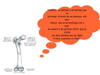 Consisto  da diáfase e da epífese que se prolonga  através de um pescoço, até uma  cabeça  que se se prolonga com o osso  do quadril e da epífese distal  que se divide em dois côndilos que se ligam à tibia, à patela e à fíbula. 