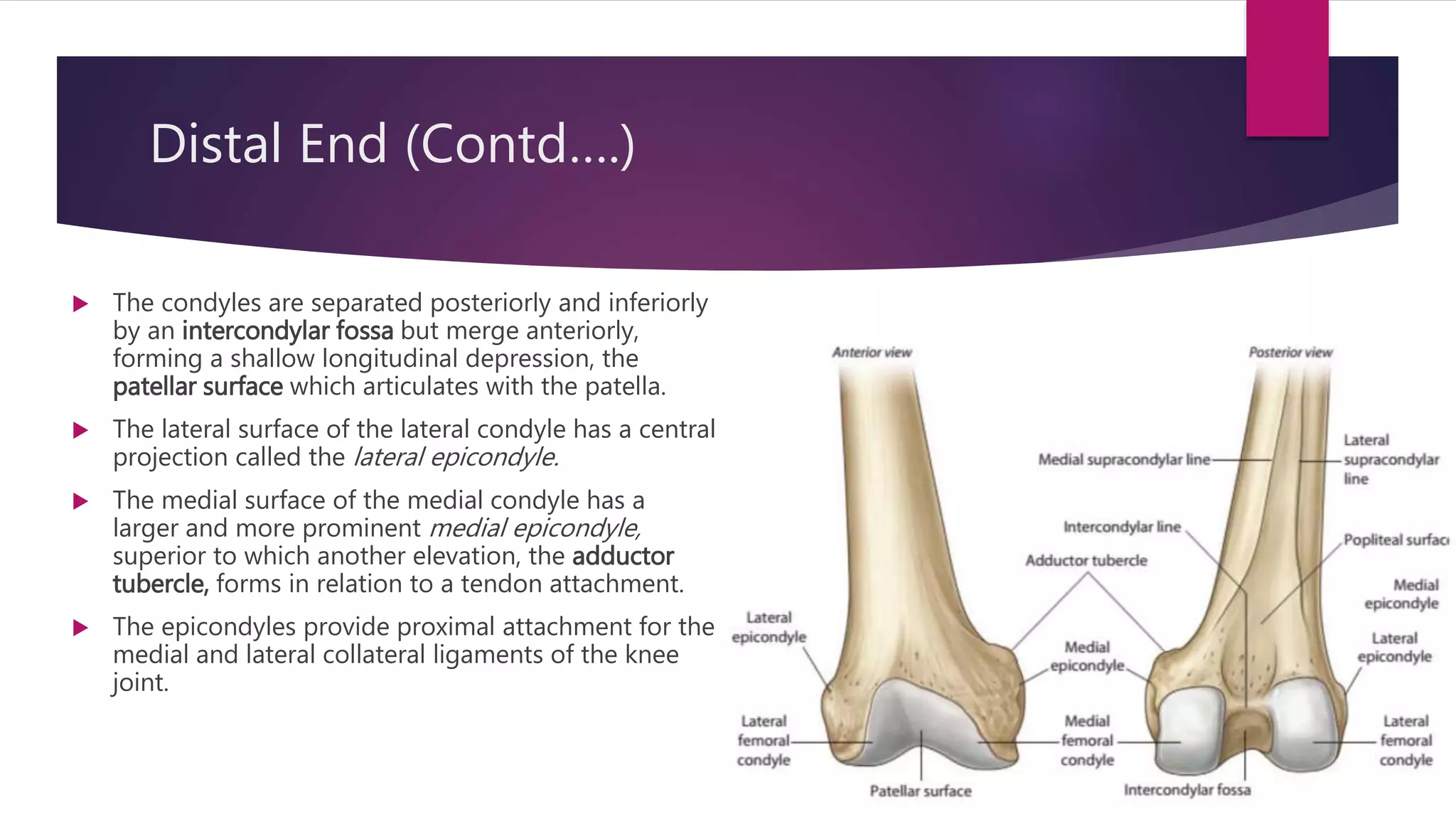Femur (Gross Anatomy) | PPTX