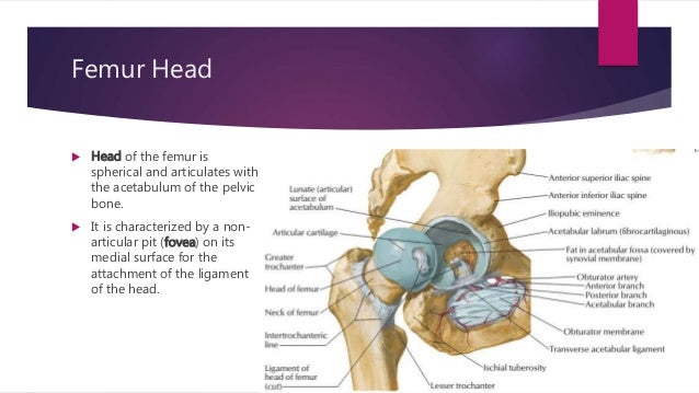 Anatomy Of The Femur Bone - Anatomy Drawing Diagram
