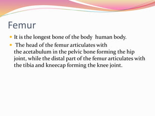 Femur
 It is the longest bone of the body human body.
 The head of the femur articulates with
the acetabulum in the pelvic bone forming the hip
joint, while the distal part of the femur articulates with
the tibia and kneecap forming the knee joint.
 